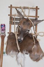 Backpack whitetail deer for sale  Brandon