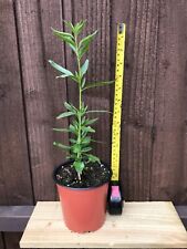 Almond plant tree for sale  THORNTON-CLEVELEYS