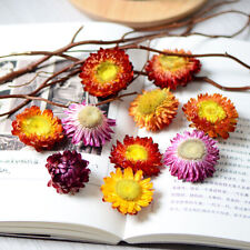 Dried flower heads for sale  Shipping to Ireland