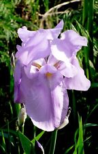 Lot lavender irises for sale  Lenox