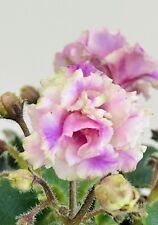 African violet sassy for sale  Summerville