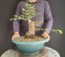Piante e bonsai usato  San Pancrazio Salentino