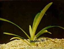 Sagittaria platyphylla plantes d'occasion  La Coquille