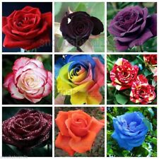 Used, 16 Varieties Rose Seeds Shrub Bush Hardy Rosa Rare Perennial Fragrant Cut Flower for sale  Shipping to South Africa