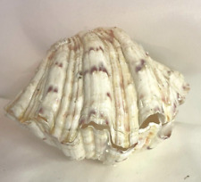 2 metades vintage 7” x 5" concha de amêijoa gigante concha natural Tridacna comprar usado  Enviando para Brazil