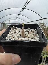 Used, Cyphostemma seitzianum, seedling for sale  Shipping to South Africa