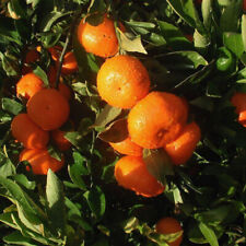 Citrus reticulata mandarinier d'occasion  Pouzauges
