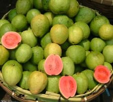 Samen guava genuß gebraucht kaufen  Calw