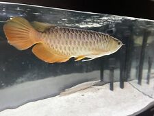 Malaysian super high for sale  NEWBURY