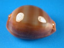 Cypraea sulcidentata excellent for sale  Shipping to Ireland