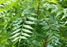 Rare neem tree for sale  Alpharetta