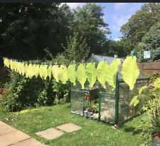 100 cheapest grow for sale  CLACTON-ON-SEA