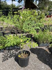 Moringa live plant for sale  Plant City