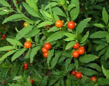 Solanum pseudocapsicum pianta usato  Tivoli