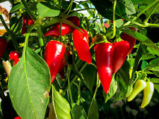 Hot chili pepper gebraucht kaufen  Waigolshausen