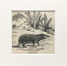 Tenrec print c.1880 for sale  NORWICH