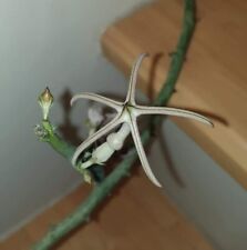 Ceropegia variegata No Pseudolithos tromotriche Rhytidocaulon Stapelia Caralluma for sale  Shipping to South Africa