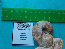 Cenoceras jourdani nautilus for sale  WEST BROMWICH