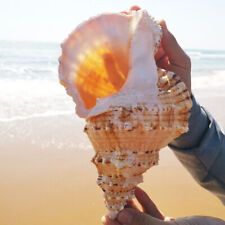 Conch shells gift for sale  Shipping to Ireland