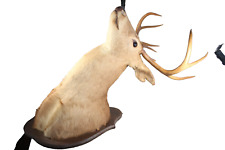 Taxidermy deer stag for sale  Vancleave