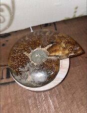 Large polished ammonite for sale  HORNCASTLE