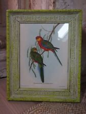 Ancienne lithographie oiseaux d'occasion  Cuise-la-Motte