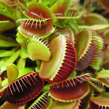 fly catcher plant for sale  PETERBOROUGH