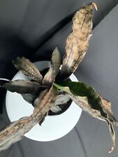 Sansevieria star canyon for sale  LONDON