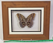 Giant owl butterfly for sale  HEREFORD