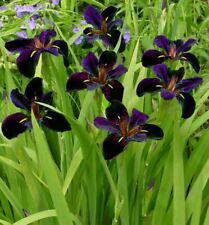 Iris lousiana black for sale  LONDON