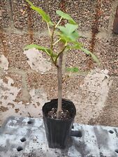 Matured fig tree for sale  Brooklyn