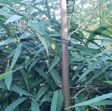 Red margin bamboo for sale  Shingletown