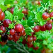 Gooseberry fruit bush for sale  PETERBOROUGH
