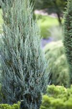 Juniperus scopulorum blue gebraucht kaufen  Westerstede