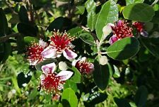 Feijoa sellowiana mammouth d'occasion  Perpignan-
