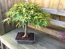 bonsai trees for sale  UK