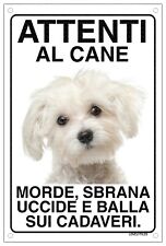 Maltese attenti cane usato  Vertemate Con Minoprio