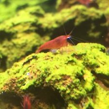 Hawaiian red shrimp for sale  Irvine