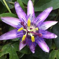 Passiflora lavender lady for sale  IPSWICH