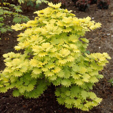 Japanese maple acer for sale  PETERBOROUGH