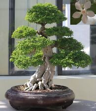Samen zimmerpflanzen bonsai gebraucht kaufen  Calw