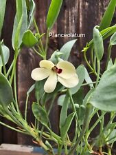 Pelargonie pelargonium lanceol gebraucht kaufen  Naila