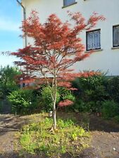 Japanischer ahornbaum rot gebraucht kaufen  Offenbach