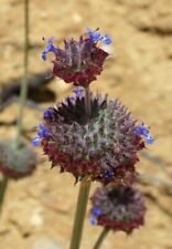 Semillas de chía del desierto (Salvia columbariae) -30 semillas- segunda mano  Embacar hacia Argentina