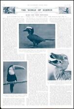 1937 BIRDS Development Beak Hornbill Cuviers Toe-Bill of the Nile (03), usado segunda mano  Embacar hacia Mexico