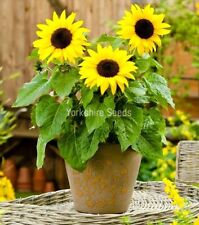 Pygmy sunflower dwarf for sale  DEWSBURY