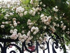 Rosa rampicante bianca usato  Cirie