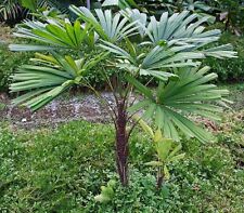 Licuala spinosa (palmeira ventilador de mangue) 5 sementes | Planta RARA para ambientes internos e externos Reino Unido comprar usado  Enviando para Brazil