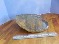 Large snapping turtle for sale  Kelley