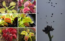 Semi (20) di Dionaea muscipula, pianta carnivora, mix incroci naturali usato  Grumo Appula